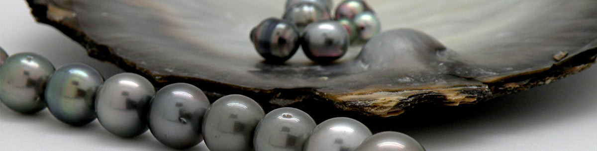 Tahitian pearls resting in an open oyster shell